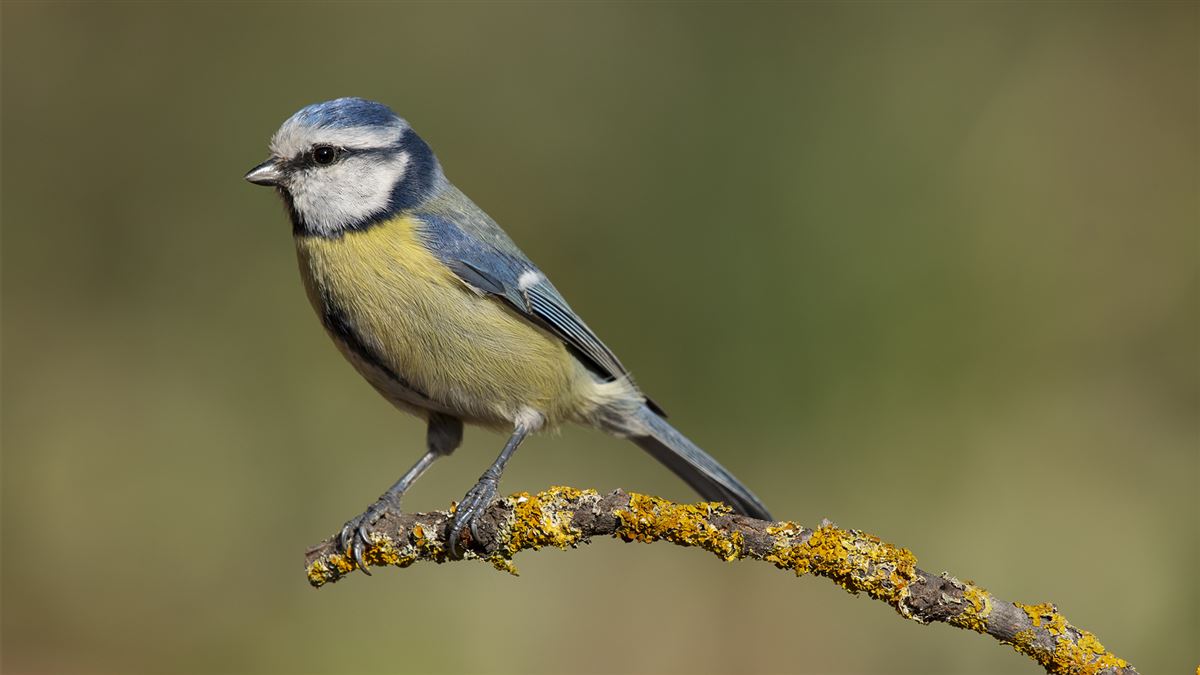 Eurasian Blue Tit