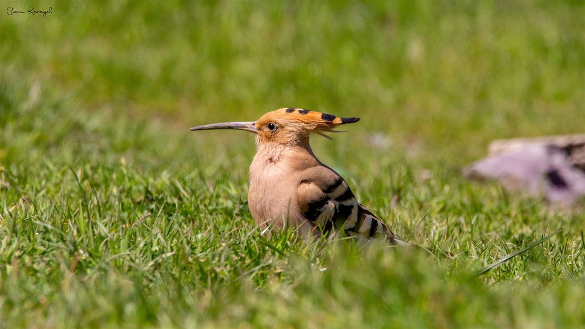 Common Hoopoe
