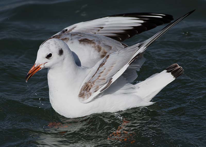 Black-headed Gull