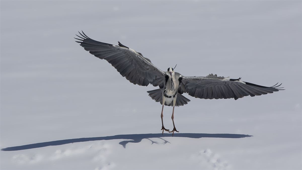 Grey Heron