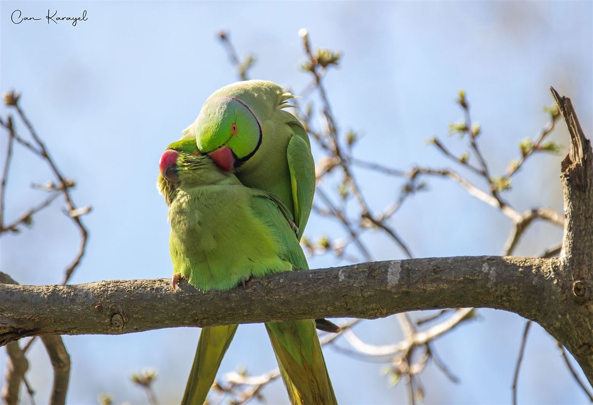 Rose-ringed Parakeet