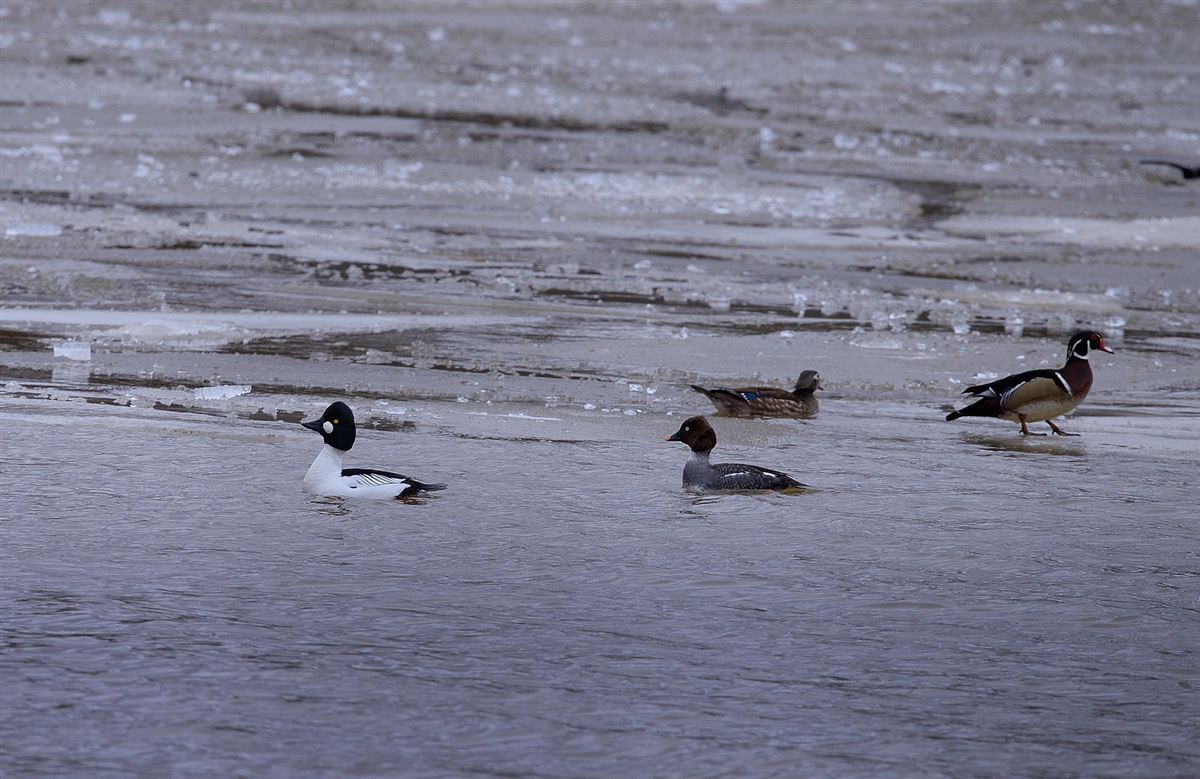 Common Goldeneye
