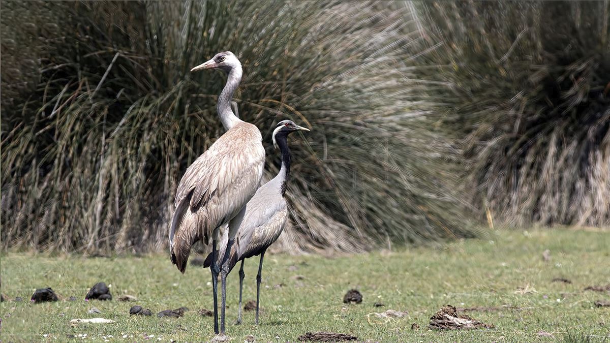 Demoiselle Crane