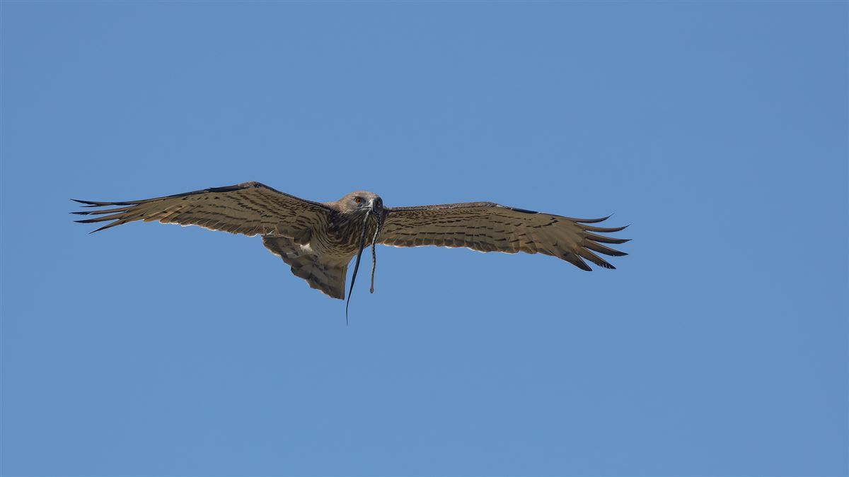 Short-toed Snake Eagle