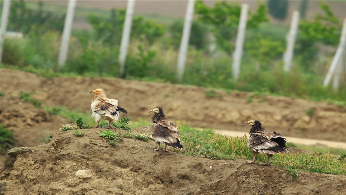 Egyptian Vulture