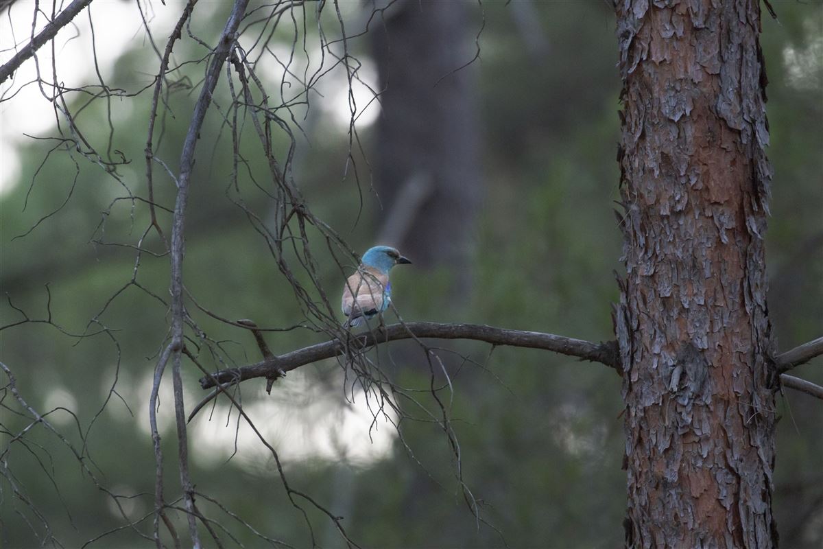 European Roller