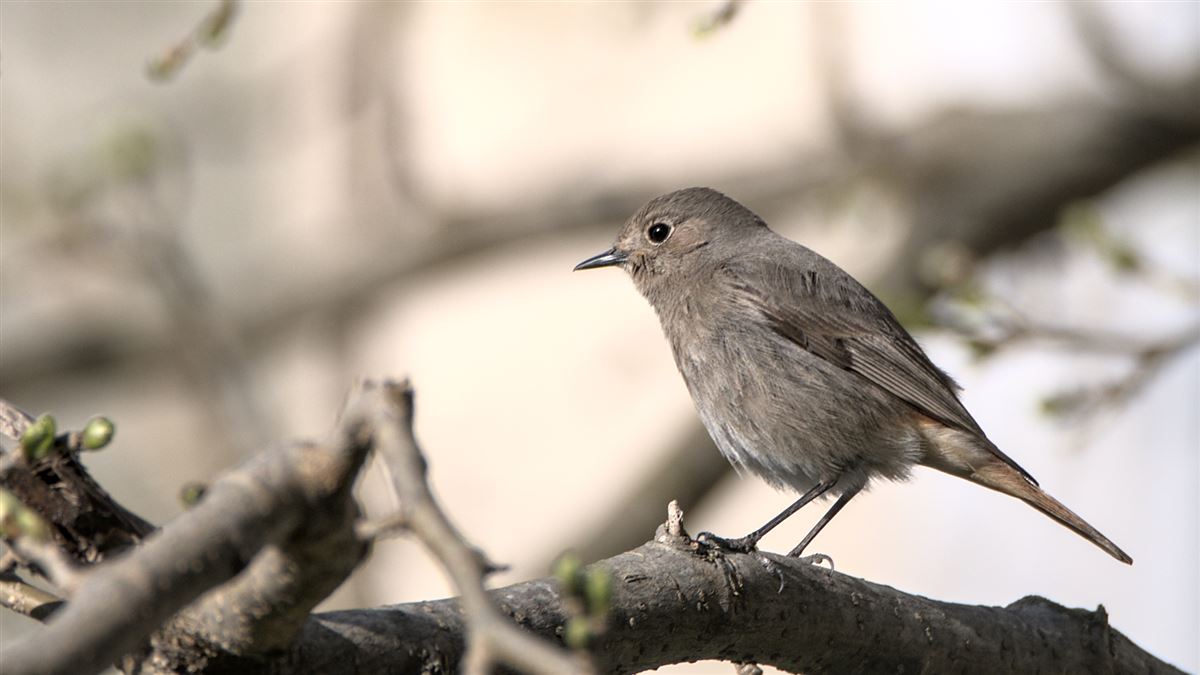 Black Redstart