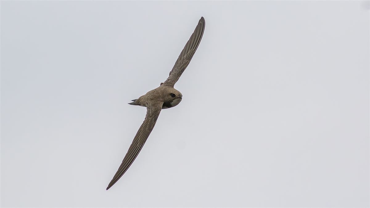 Alpine Swift