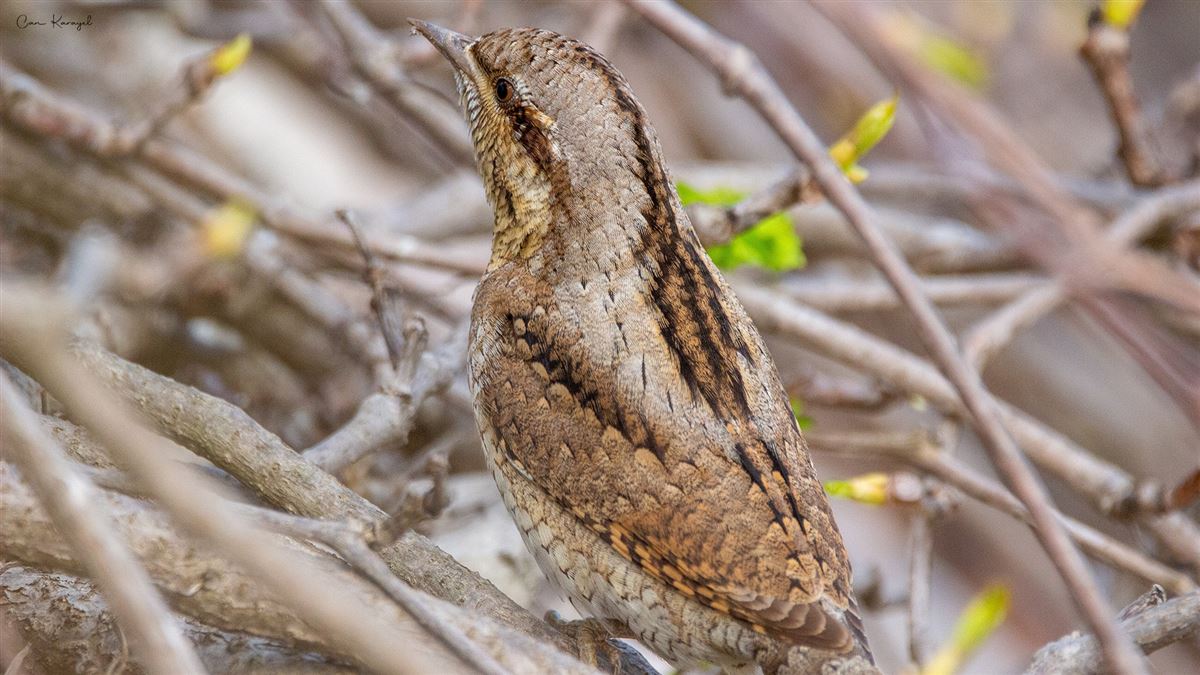 Eurasian Wryneck