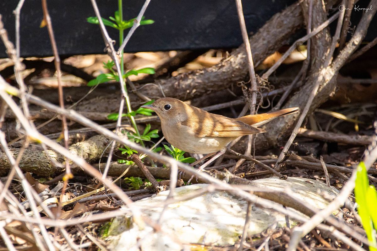 Common Nightingale