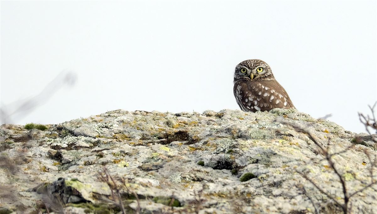 Little Owl