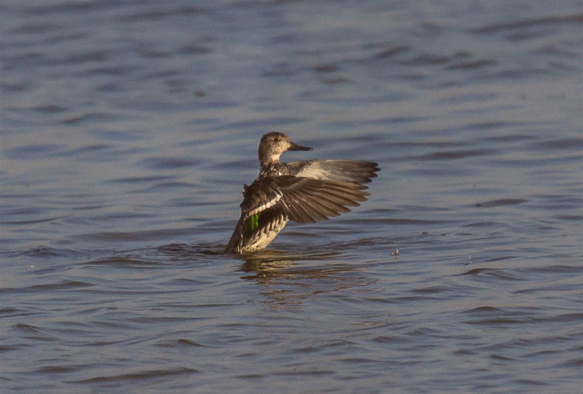 Eurasian Teal