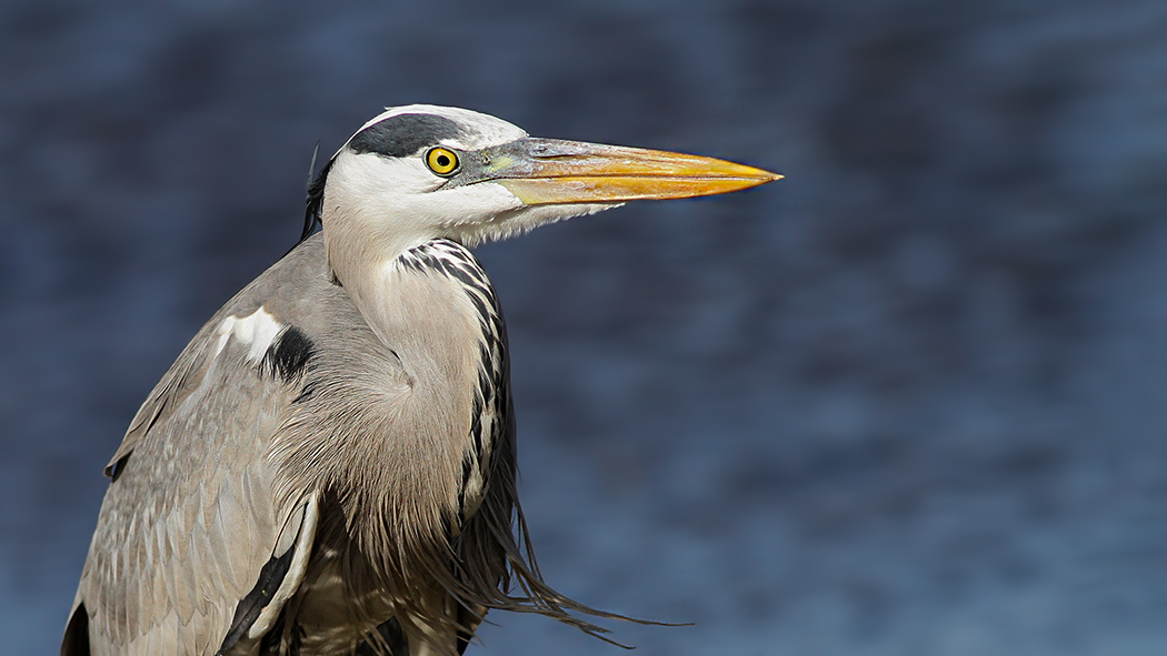Grey Heron