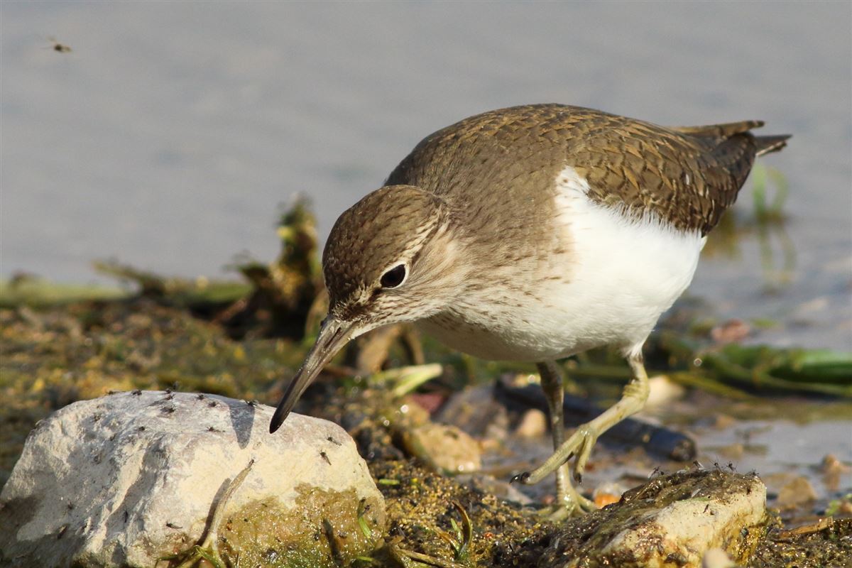 Common Sandpiper