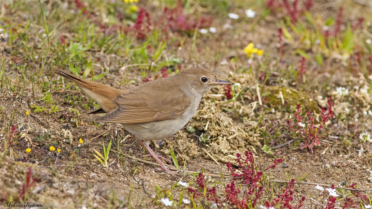 Common Nightingale