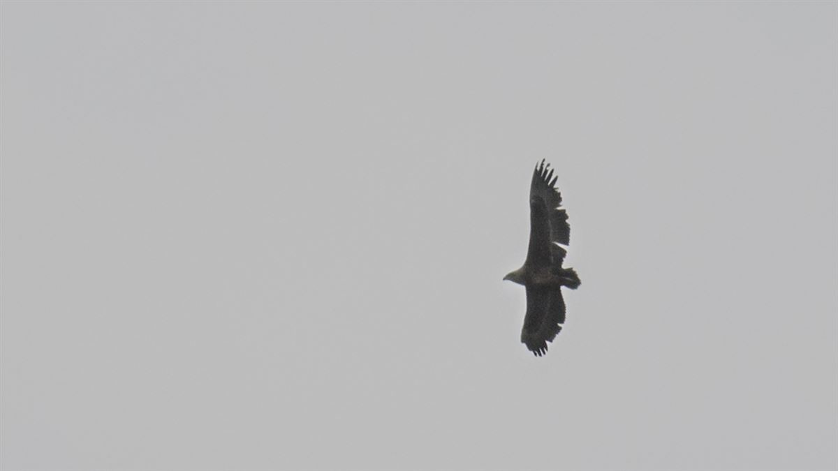 Cambaz kartal