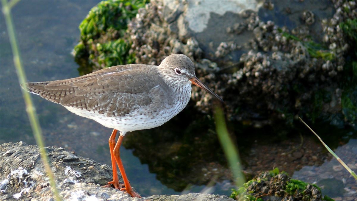 Common Redshank