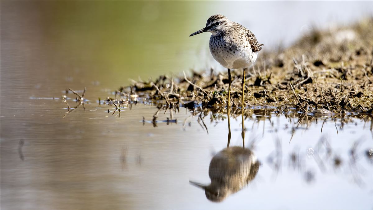 Wood Sandpiper