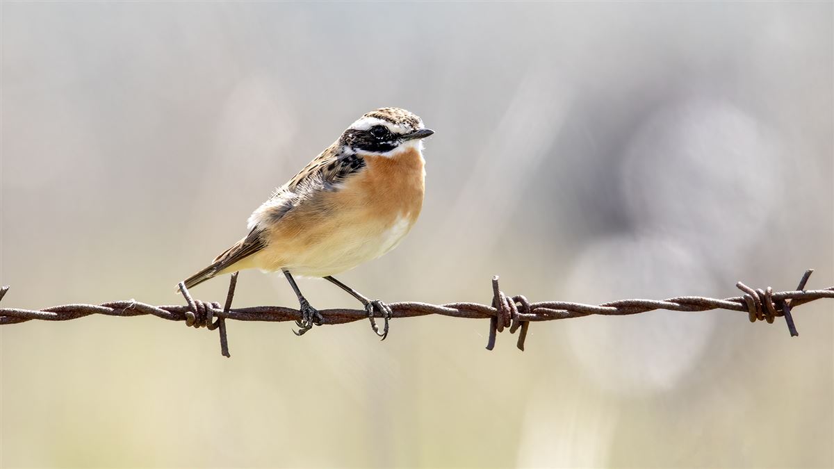 Whinchat