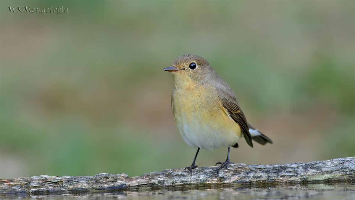 Red-breasted Flycatcher
