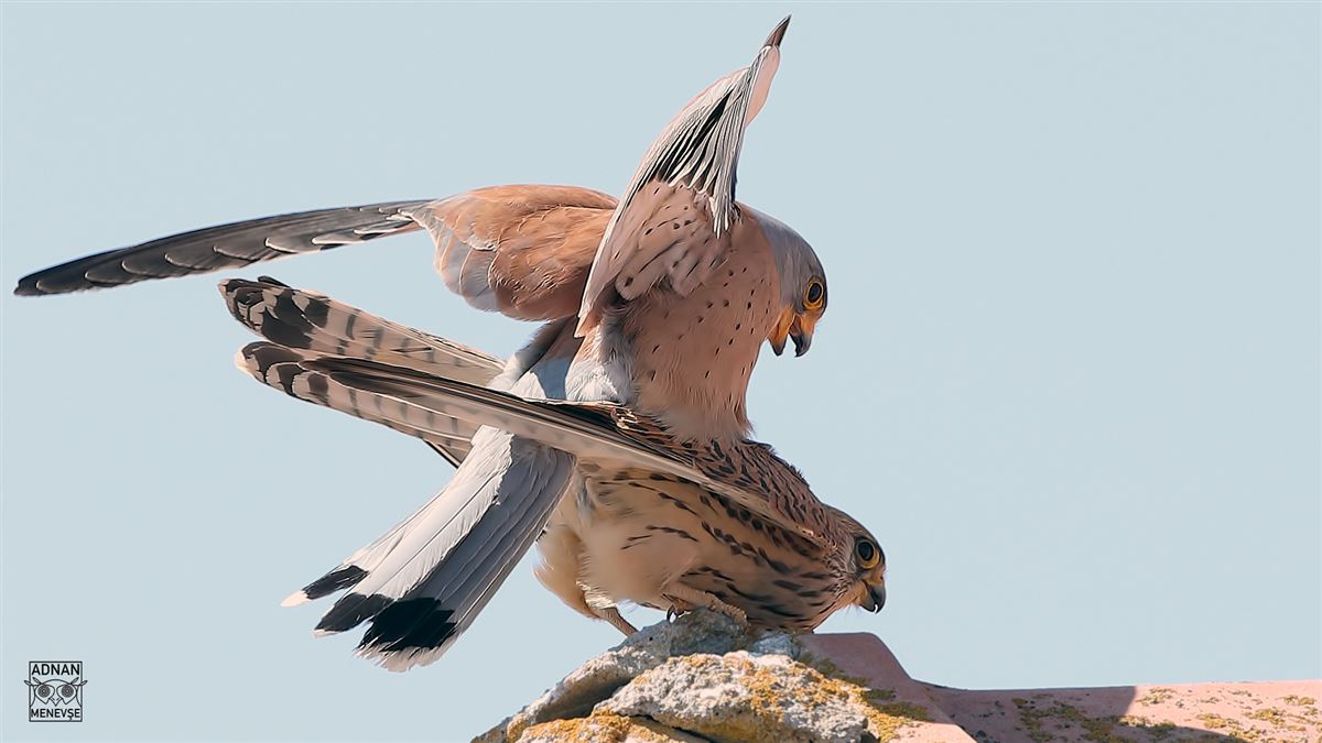 Lesser Kestrel