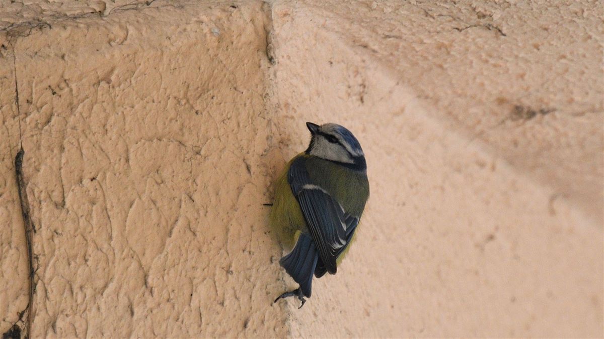Eurasian Blue Tit