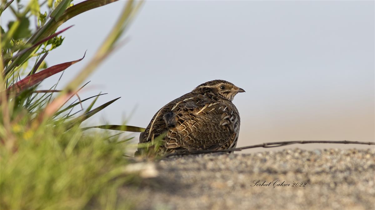 Common Quail