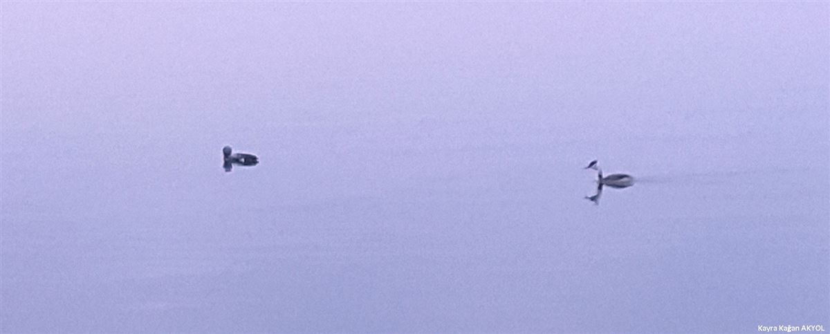 Great Crested Grebe