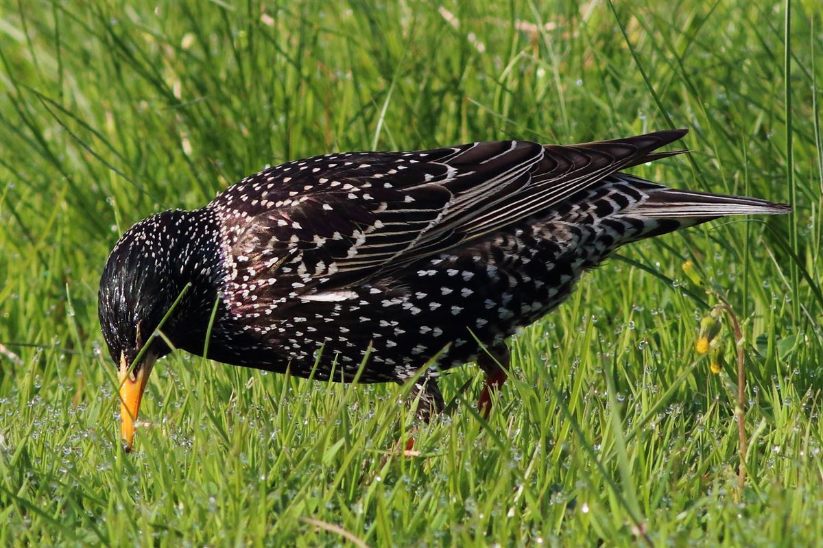 Common Starling