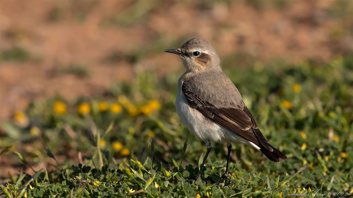Northern Wheatear