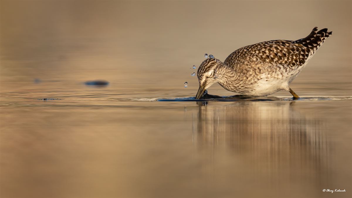 Wood Sandpiper