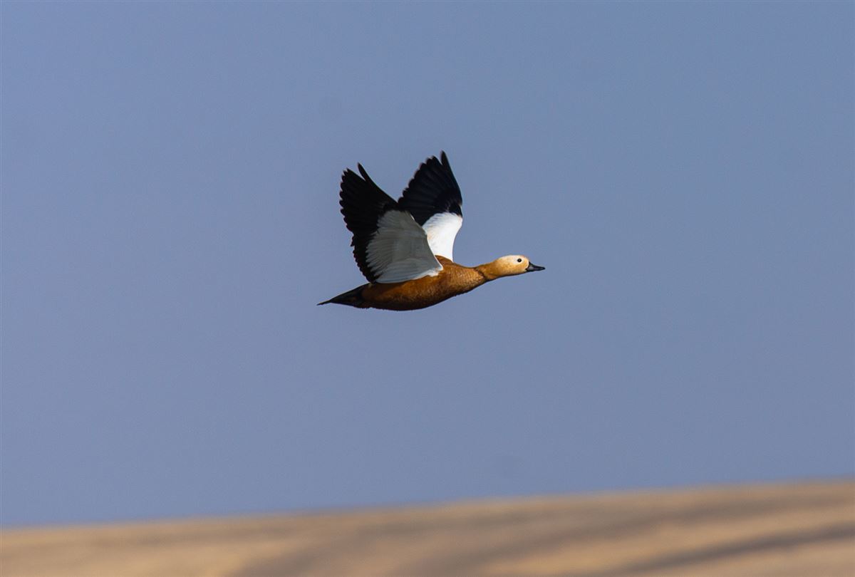 Ruddy Shelduck