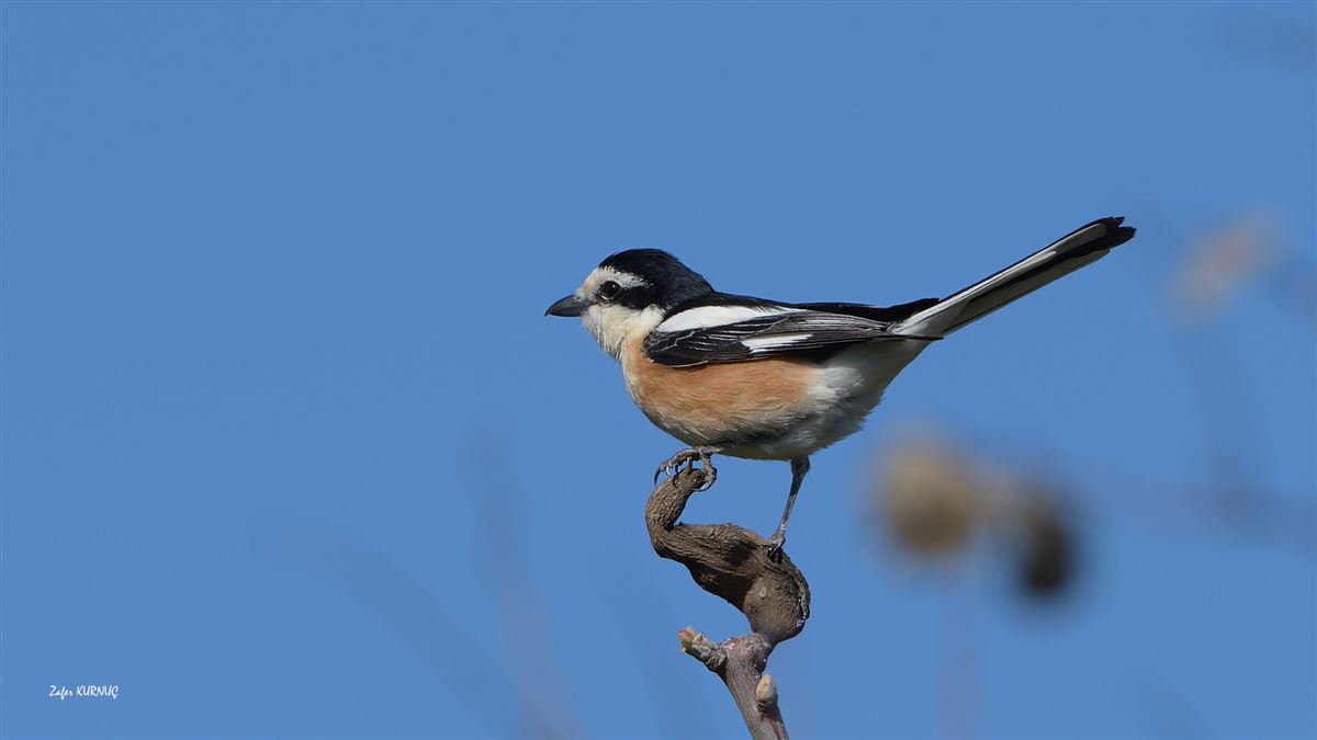Masked Shrike