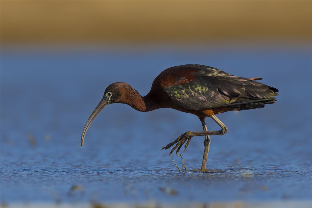 Glossy Ibis