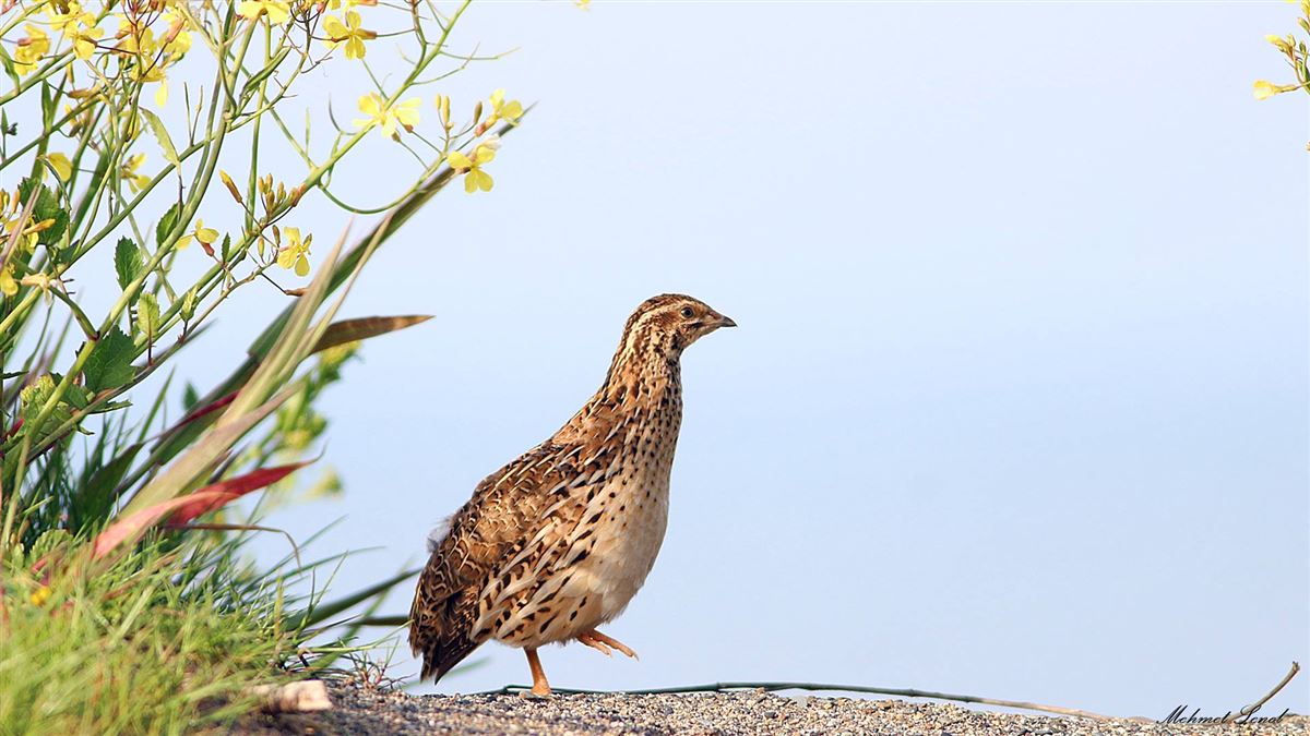 Common Quail