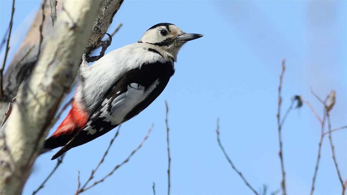 Syrian Woodpecker