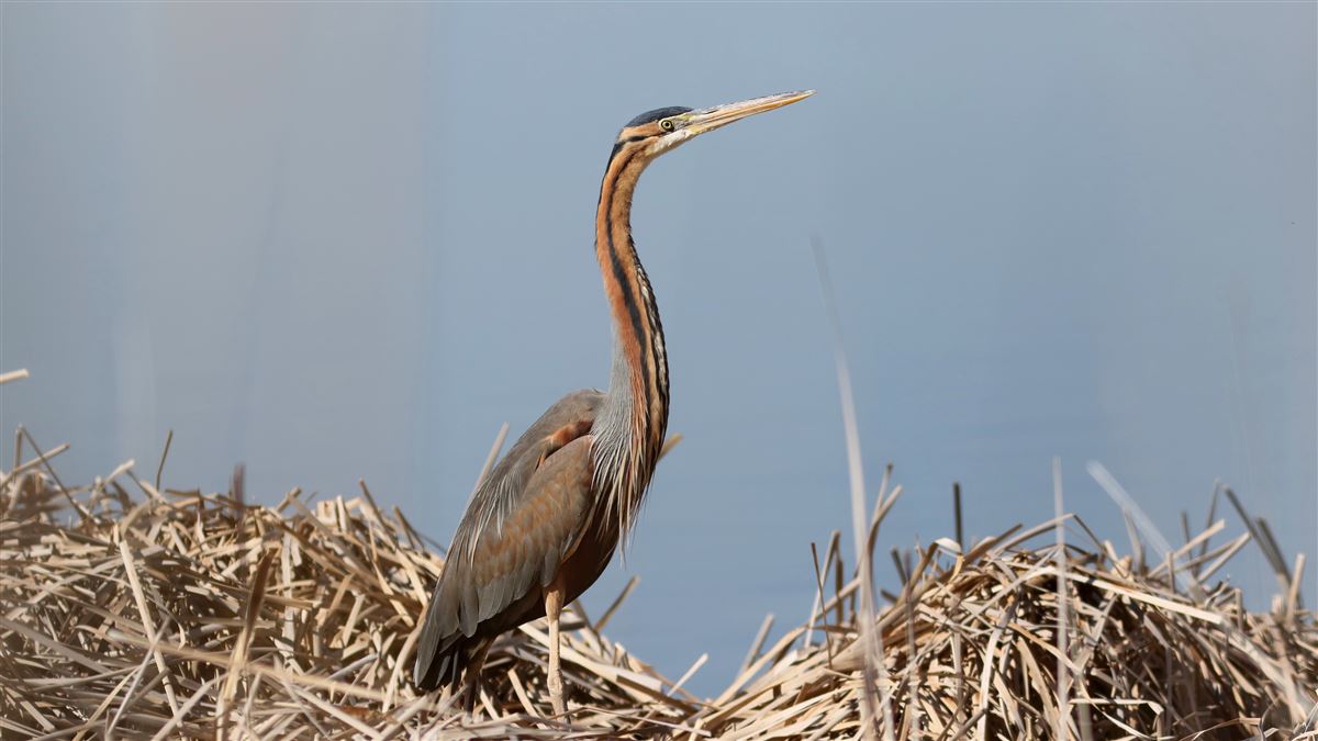 Purple Heron