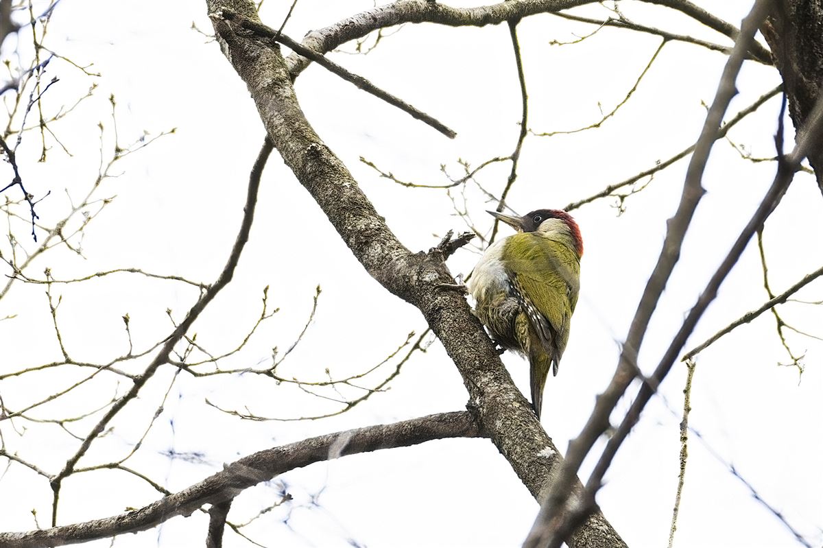 European Green Woodpecker
