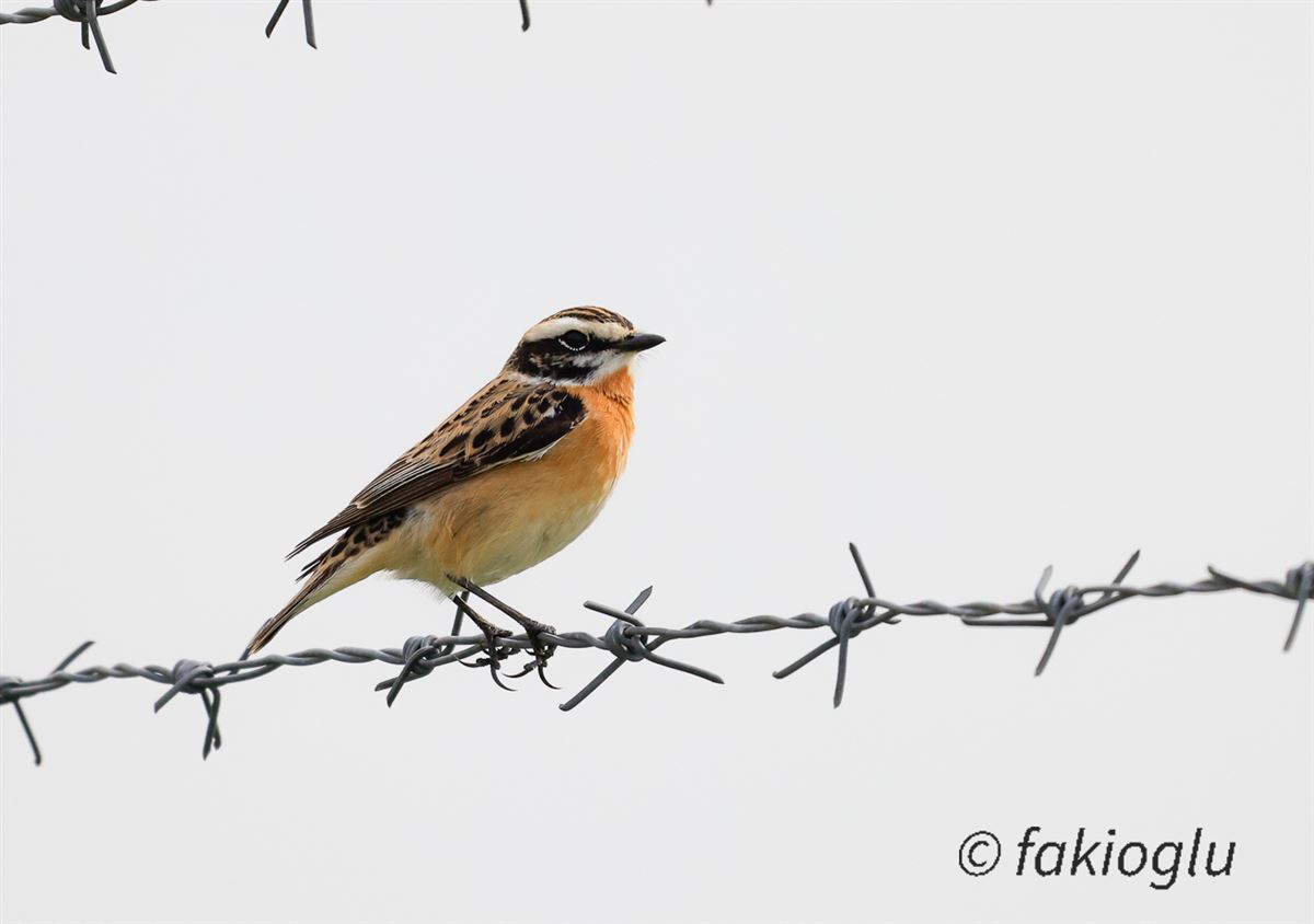 Whinchat