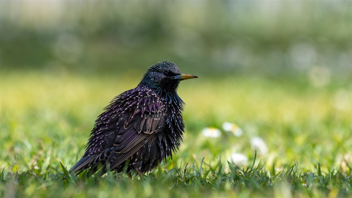 Common Starling