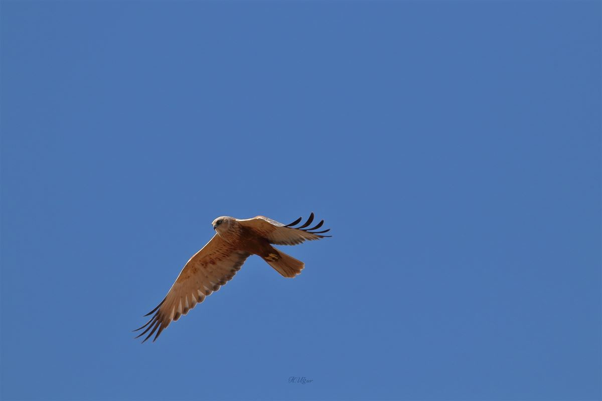 Western Marsh Harrier