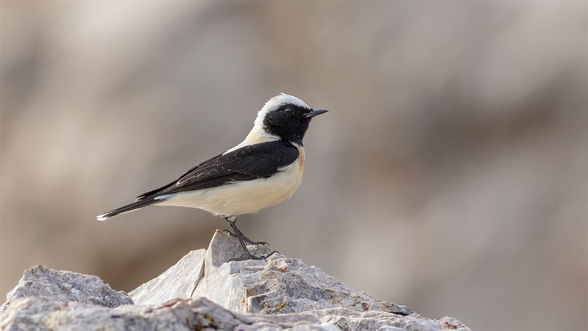 Black-eared Wheatear