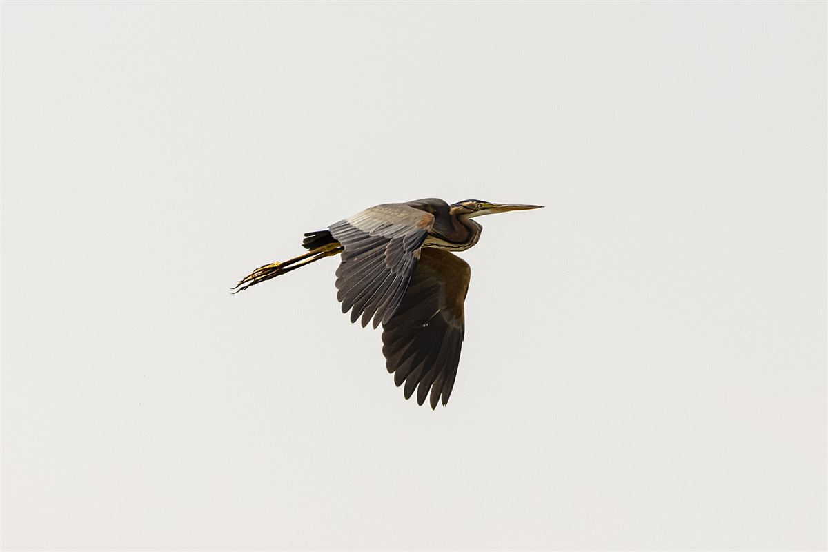 Purple Heron