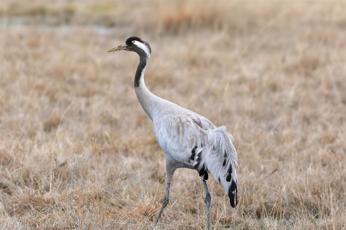 Common Crane