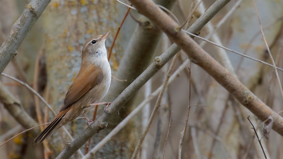 Cetti`s Warbler
