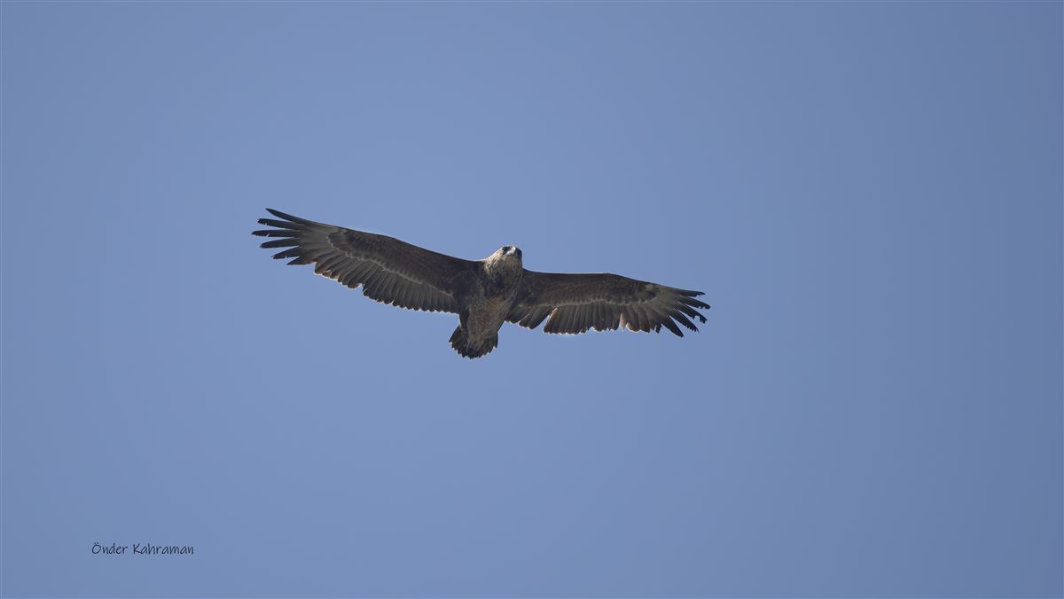 Bateleur