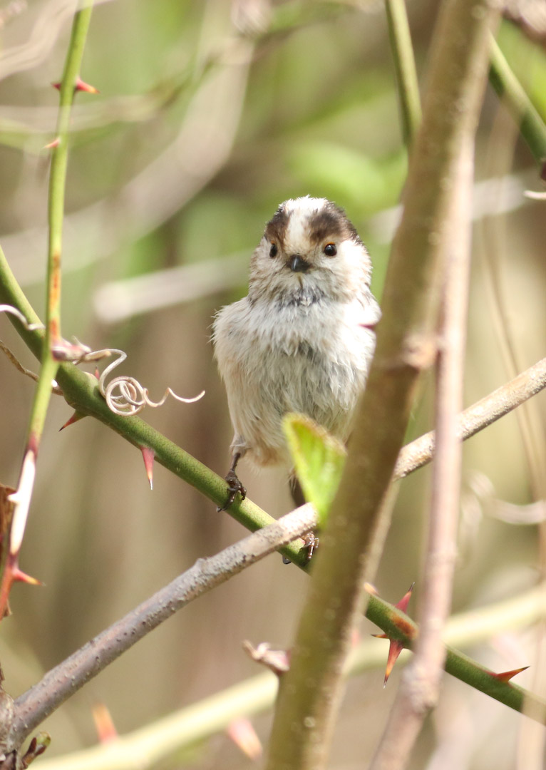Long-tailed Tit