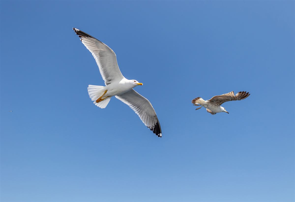 Yellow-legged Gull
