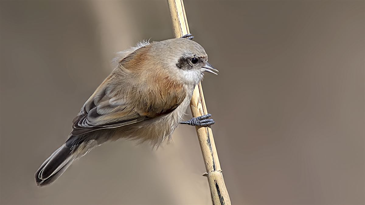 Eurasian Penduline Tit