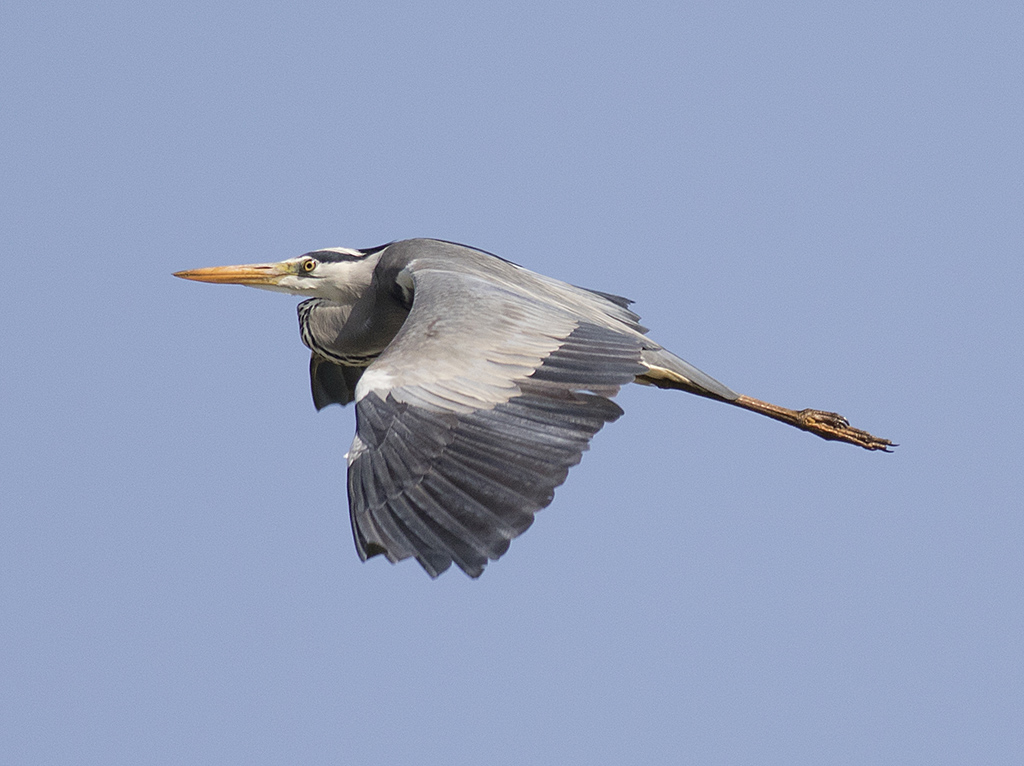 Grey Heron